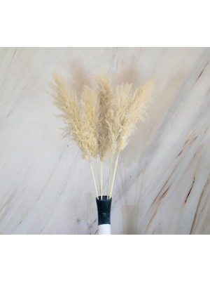 Dekorsende Iri Pampas 5 Li