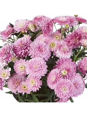 MutluPaket Aramis Double Pink Katmerli Çeşme Papatyası Çiçeği Fidesi (2 Adet Fide)