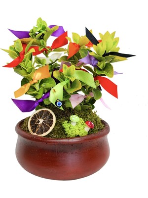 Çiçek Seli Dilek Ağacı Çömlek Beton Saksıda & Şans Para Aşk Sağlık Dilekleri Canlı Bitki Canlı Saksı Çiçekleri