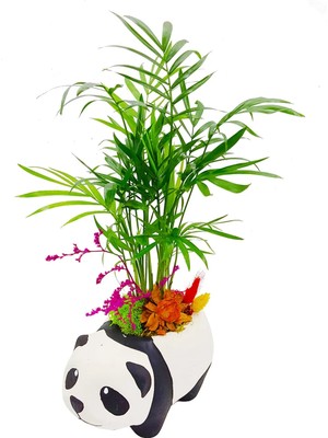 Çiçek Seli Seramik Panda Saksıda Mini Palmiye Chamadore Tasarımı Salon Bitkisi Canlı Çiçek