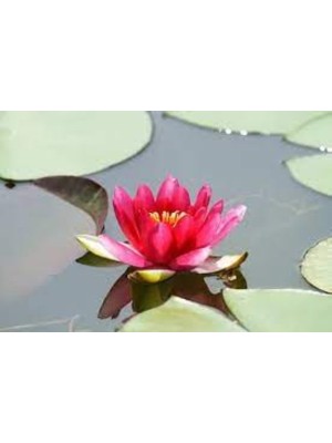 Köy Tohumları 5 Adet Nadir Bulunan Kırmızı Lotus Su Çiçeği Tohumu Nilüfer Su Çiçeği Zambak
