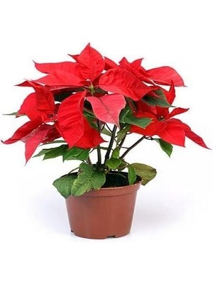 Bilgarden Saksıda Poinsetia Atatürk Çiçeği Yaprak Dökmeyen Tür