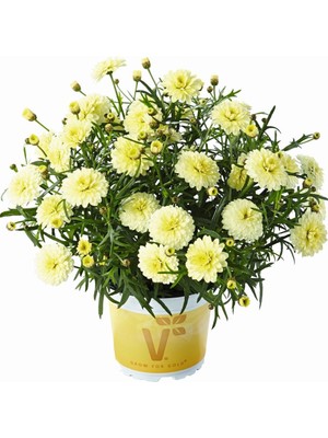 Anamur Naturel Aramis Double Primrose Katmerli Çeşme Papatyası Çiçeği Fidesi (2 Adet Fide)