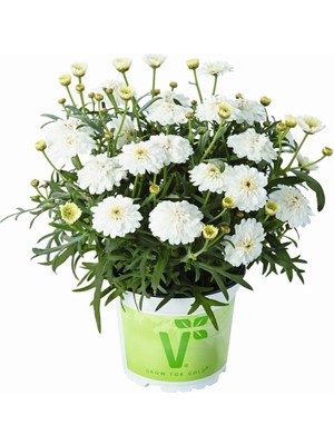 Anamur Naturel Aramis Double White Katmerli Çeşme Papatyası Çiçeği Fidesi (2 Adet Fide)