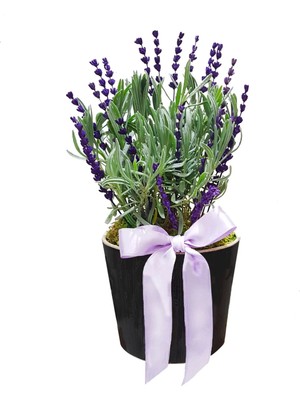 Çiçek Seli Lavanta Perfect Seramik Saksıda Aromatik Bitki Dekoratif Ev Bitkisi Canlı Çiçek Hediye