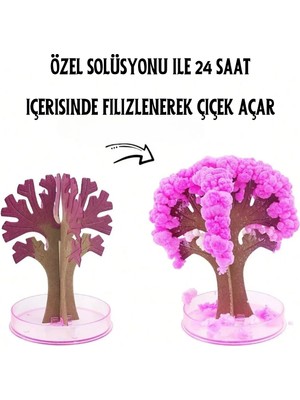 True Tree Sihirli Sakura Ağacı - 24 Saatte Yeşeren Dekoratif Bitki Seti - Japon Kiraz Ağacı - Magic Tree