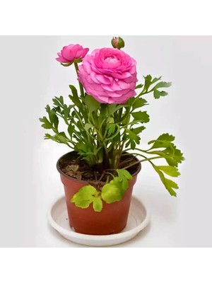 The Best Online  Pembe Şakayık Çiçeği