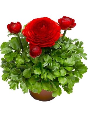 The Best Online  Kırmızı Şakayık Çiçeği