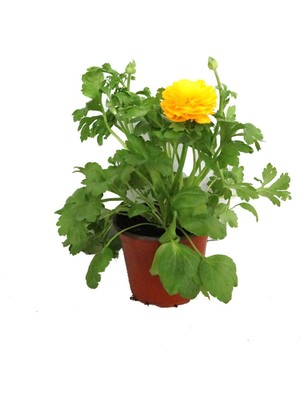 The Best Online Thebestonline Sarı Şakayık Çiçeği