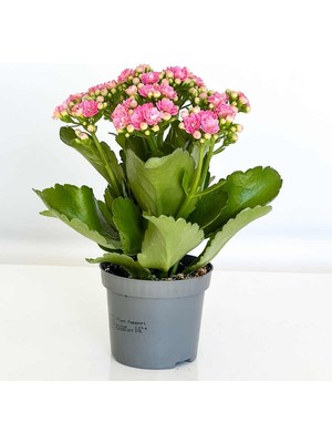 Thebestonline Açık Pembe Mini Kalanşo, 3 Adet