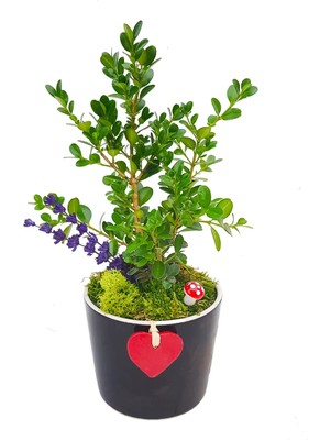 Çiçek Seli Buxus Bonsai Kırmızı Kalpli Seramik Saksıda 20-25 C Bakımı Kolay Bitki Ev Dekorasyonu