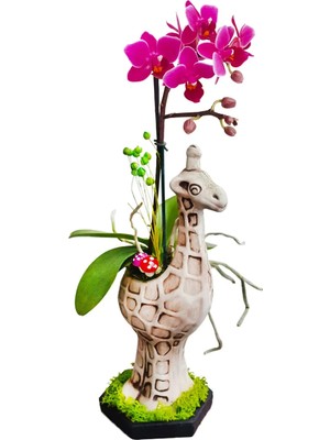 Çiçek Seli Mini Mor Orkide Zürafa Handmade Seramik Saksıda Iç Mekan Bitkileri Canlı Çiçek 20-25 cm