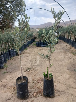 Hilal Tarım Çiftliği 2 Adet Gemlik Trilye Zeytin Fidanı