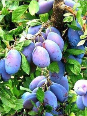 Mürdüm Erik Ağacı Fıdanı (Çakal Eriği)