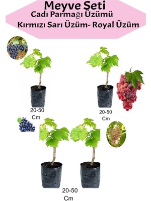 4'lü Üzüm Seti Cadı Parmağı+Kımrızı+Sarı+ Royal Üzüm Fidanı