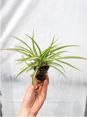 Videolu 1 Adet Mini Kurdele Çiçeği Bitkisi 5-15 cm Saksılı Çiçekli Bodur Bitkiler Chlorophytum