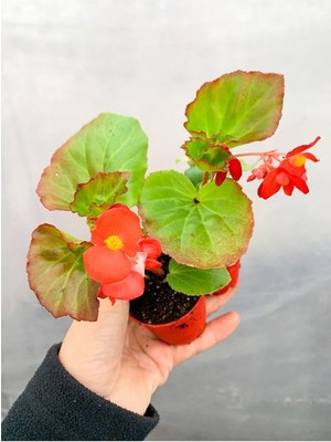 Videolu 1 Adet Karışık Renk Şeker Begonya Çiçeği (Kırmızı-Pembe-Beyaz) 5-15 cm Çiçekli Bodur Begonia