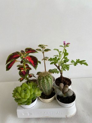 6'lı Set Bitki Seti+Yaprak Güzeli+Kaktüs+Kokulu Benjamin+Taş Kaktüs+Itır