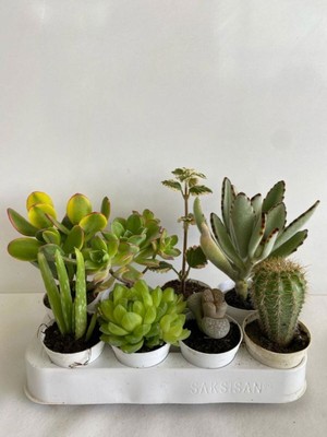 8'li Bitki Seti Aleovera Para Sukulent Taş Kaktüs Kokulu Benjamin Kaktüs Ayı Pençesi