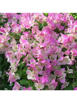 Sarılıcı Çift Renk Alyans Tırmanıcı Begonvil Sarmaşığı Fidanı Bougainvillea