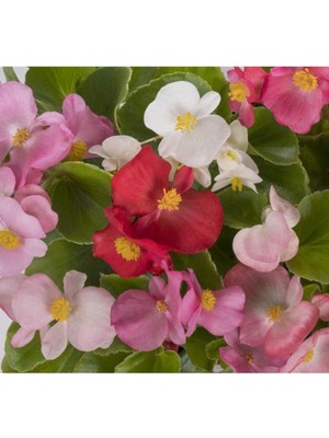 Karışık Renk Şeker Begonya Kırmızı-Pembe Beyaz 1 Adet