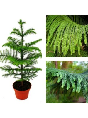 Videolu 1 Adet Arokarya Çiçeği/salon Çamı 20-40 cm Tüplü Çiçekli Bodur Araucaria Heterophylla