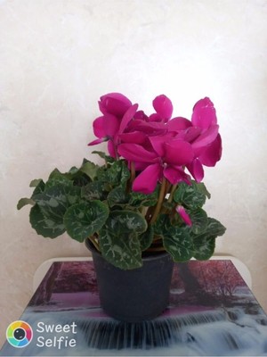 Sıklamen Dolgun Formda Büyük Boy Saksılı Hediyelik Bitki