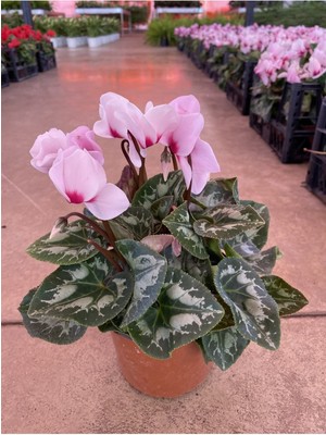 Pembe Acem Sıklameni Hediyelik Salon Ofis Bitkisi