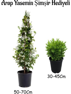 Mis Kokulu Arap Yasemin Çiçeği Fidanı Çalı Şimşiri Hediyeli Saksılı Dış Mekan Bitkileri