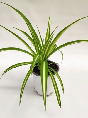 Kurdele Çiçeği 1 Adet 8,5 Saksılı Salon Çiçeği 20-30 cm