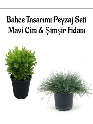 Mavi Çim 1 Adet Saksılı (10-20 cm)+Çalı Şımşırı(20-30 cm) 1 Adet Bahçe Seti