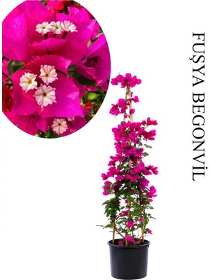 Garden Box Fuşya Begonvil 1 Adet Saksılı Sarmaşık Begonvil 40-60 cm Bahçe Bitkisi