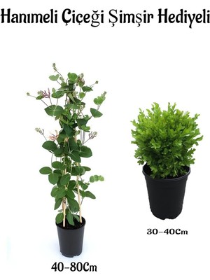 Garden Box Mis Kolulu Hanımeli Çiçeği Fidanı+Çalı Şimşiri Fidanı Hediyeli Bahçe Bitkisi