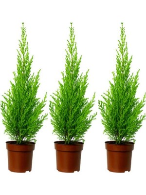 Videolu Natural Limoni Salon Çamı 30-70 cm Tüplü 3 Adet Dış Mekan Ağaçları (Norfolk Island Pine)