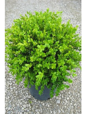 Garden Box Videolu Yeşil Şimşir Çalısı Fidanı 20-45 cm Tüplü Dış Mekan (Buxus Japonica Rococo )