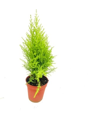 Videolu Çok Beğenilen Limoni Salon Çamı 30-60 cm Tüplü Dış Mekan Ağaçları Norfolk Island Pine