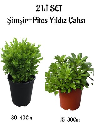 Çalı Şımşırı(30-40 cm)+Pitos Yıldız Çalısı(15-30 cm) 2'li Set Saksılı Bahçe Bitkisi