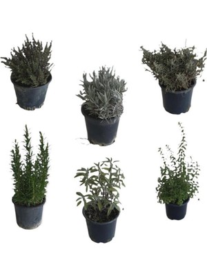 Aromatik Bitkiler, Mis Kokulu, 6'lı Set, Mercan Köşk, Lavanta, Lavantin, Biberiye, Kekik, Adaçayı