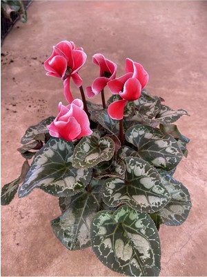 Kırmızı Acem Sıklamen / Tavşan Kulağı / Cyclamen