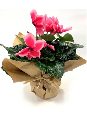 Pembe Kırçıllı Cyclamen Sıklamen Saksı Çiçeği 35 cm Hediyelik Çiçek
