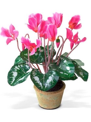 Canlı Sıklamen Hediyelik Ofis Bitkisi Çiçekli