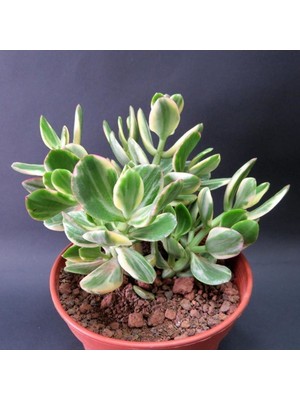 Crassula Ovata Variegata(Para Ağacı) Jade Plant
