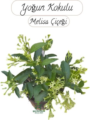 Saksıda Melisa Çiçeği 30-40 cm Gece Sefası Çiçeği