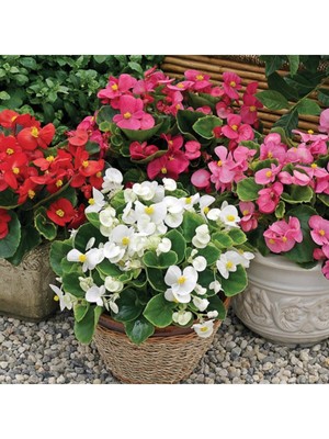 Videolu Şeker Begonya 3 Adet Karışık Renklerde Beyaz Kırmızı Pembe 20-30 cm (Begonia Semperflorens)