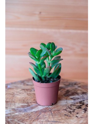 1 Adet Para Çiçeği Crassula Ovata Yeşil-Kırmızı Renkli Kökleri Olgunlaşmış Canlı