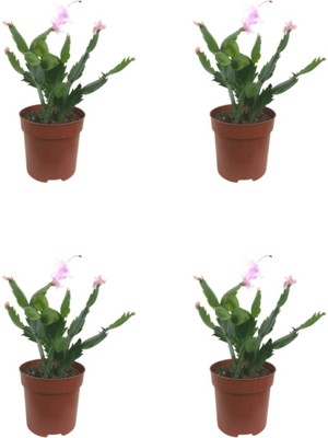 Videolu Pembe Renk Yılbaşı Çiçeği 4 Adet Saksılı 10-15 cm Salon Bitkisi (Paskalya)