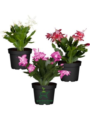 Garden Box Schlumbergera Truncata 3 Adet Farklı Renklerde Yılbaşı Çiçeği 15-20 cm