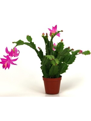 Yılbaşı Çiçeği,yılbaşı Kaktüsü,fuşya Koyu Pembe 7 cm Saksıda