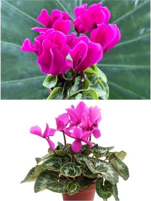 Sıklamen / Buhur-U Meryem Çiçeği Pembe Saksılı 30-40 cm