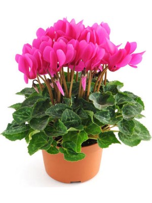 Videolu Pembe Sıklamen Buhur-U Meryem Çiçeği 1 Adet Saksılı 20-40 cm İç Mekan Teras Bitkisi